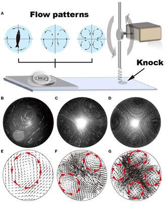 A fluidic platform for mobility evaluation of zebrafish with gene deficiency